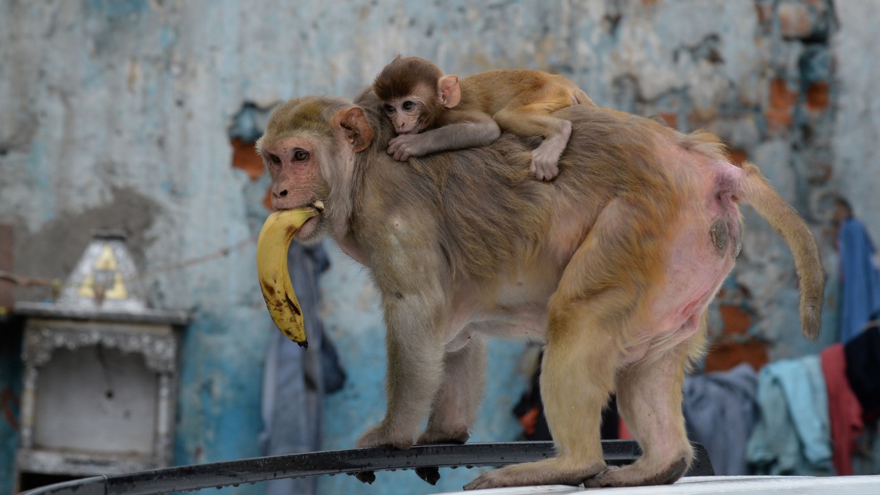 Delhi drops surgical sterilisation plan to tackle monkey menace