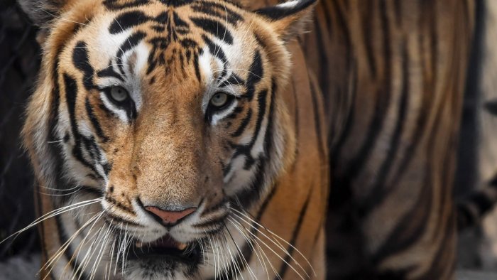 'Tyger Tyger' in prose