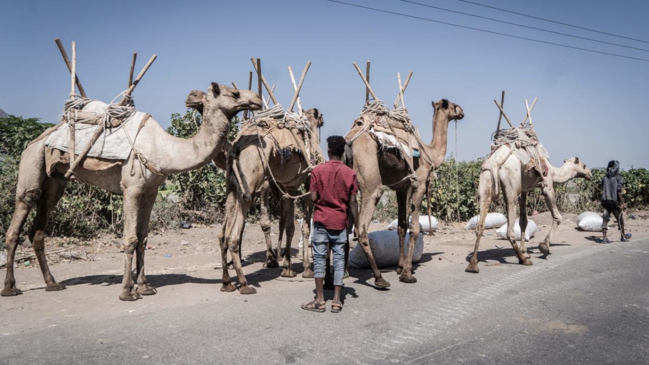 Dozens of camels barred from Saudi beauty contest over Botox