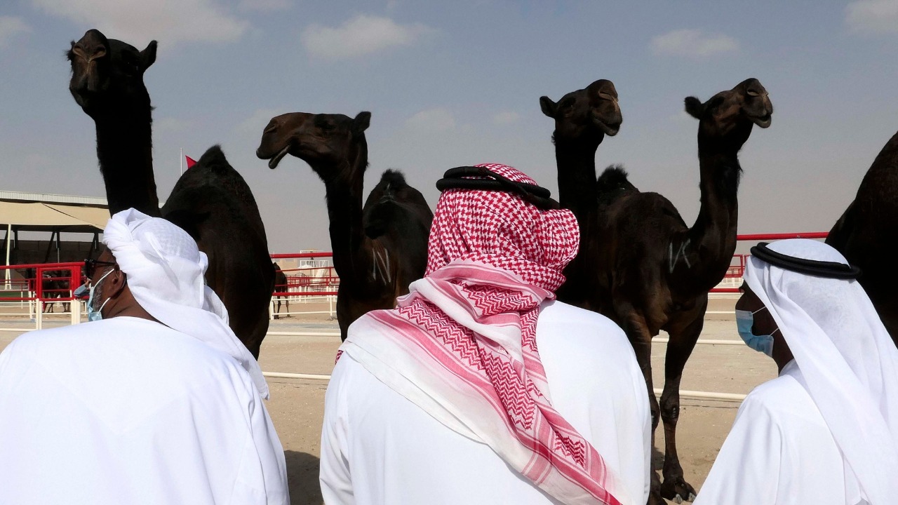 In UAE desert, camels compete for crowns in beauty pageant