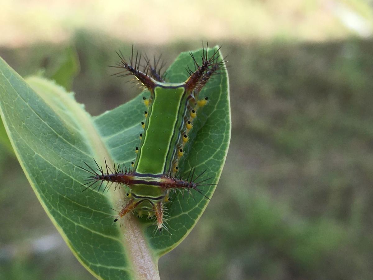 Marauders on mango plants