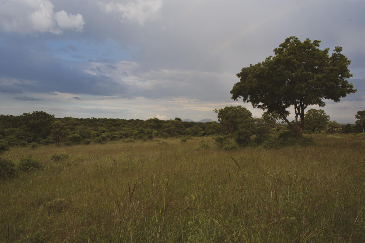 A sprawling view of Bengaluru's last-standing grassland at Hesaraghatta. PHOTO CREDIT: Mahesh Bhat