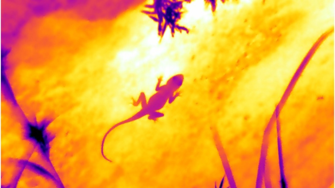 In teeming city, lizards selective in choosing snoozing sites