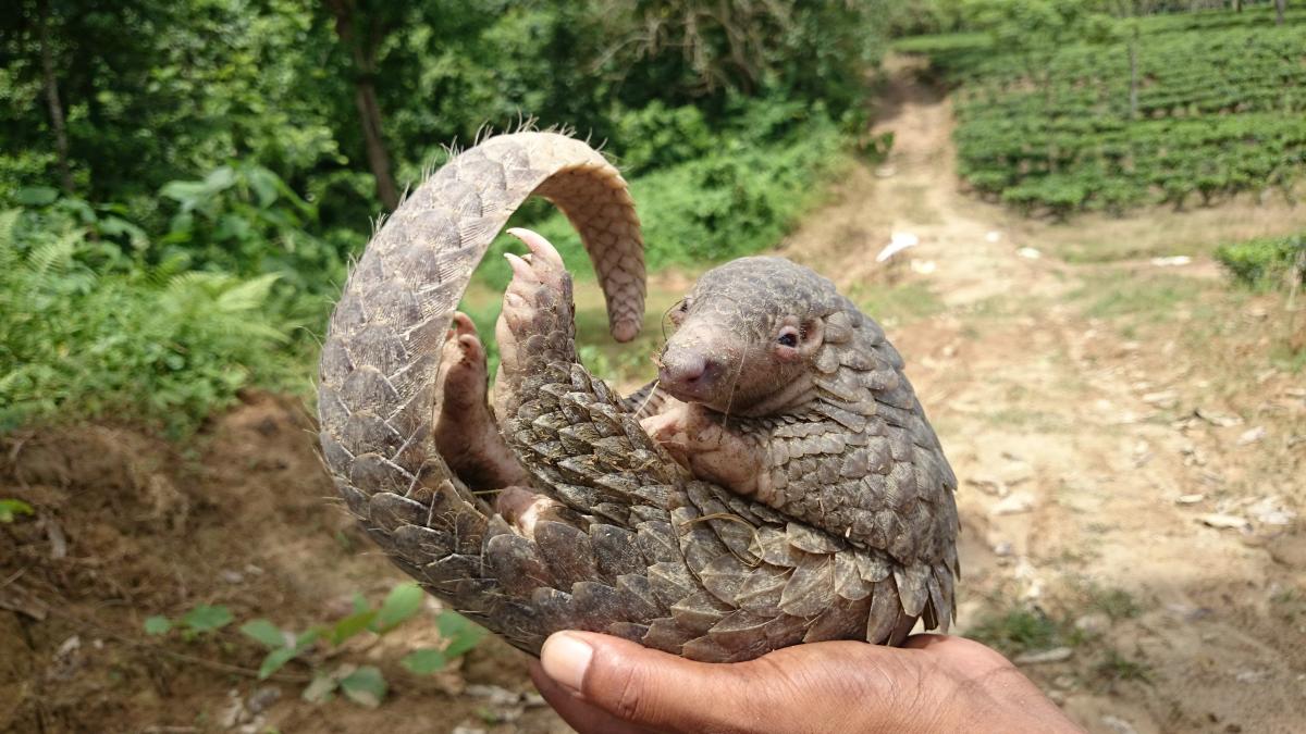 Pangolin: The world's most trafficked mammal