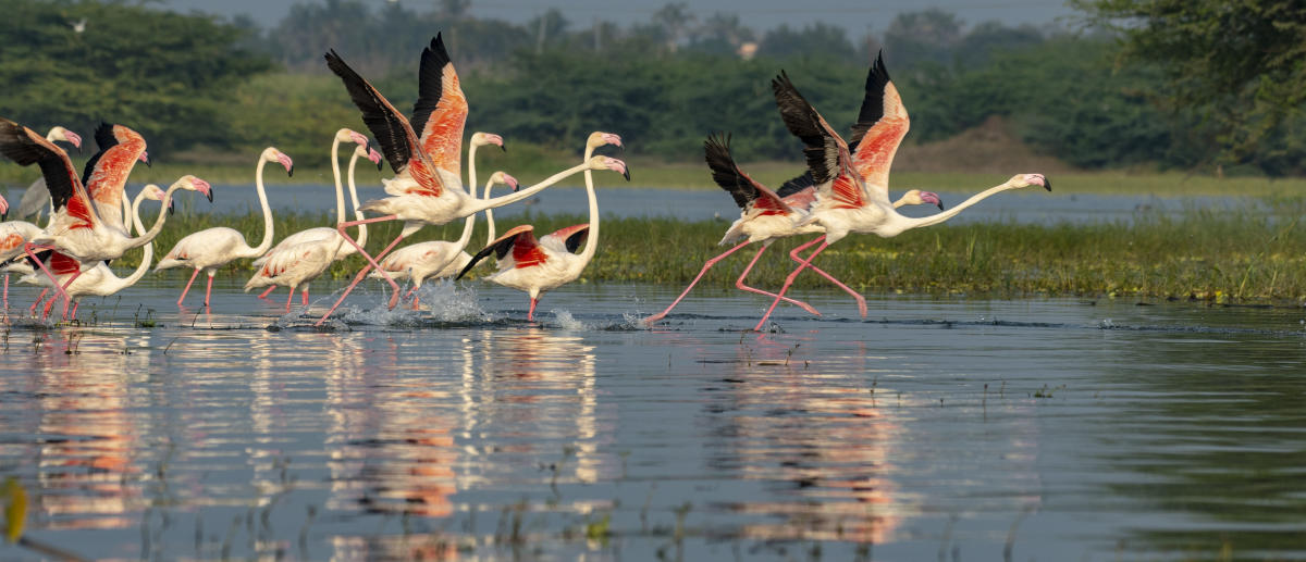 Bhigwan, where birds set poetry in motion