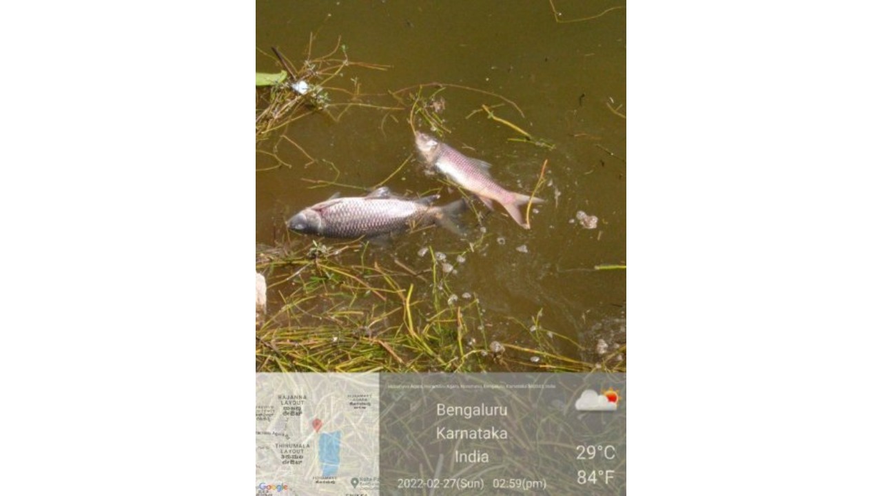 Fishkill in Horamavu-Agara Lake