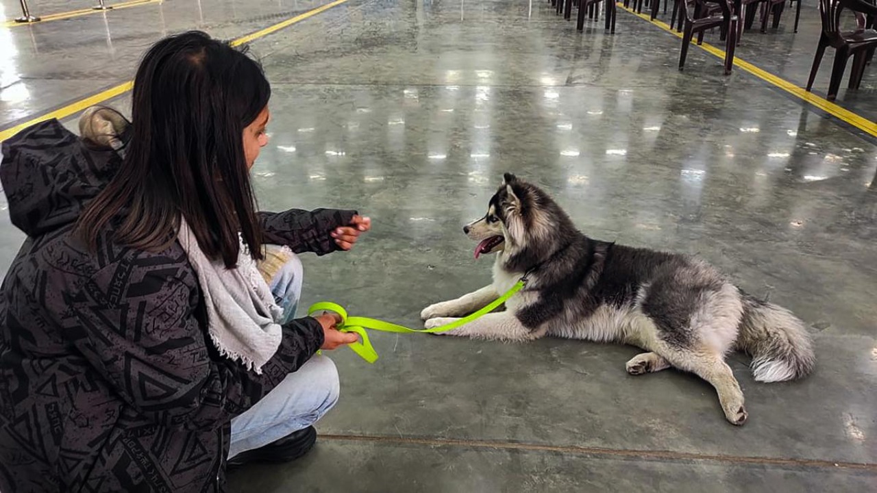 Ukraine crisis: Some students bring pets on IAF's evacuation flights