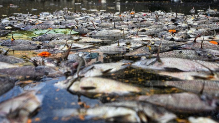 Fishkill in Bengaluru's Kothnur lake after sewage enters water body