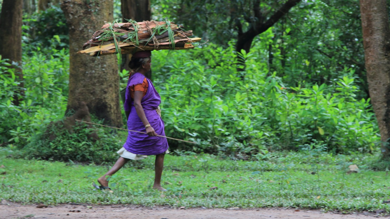 Centre announces task force for 'synergies' between forest policy, forest act, agro-forestry