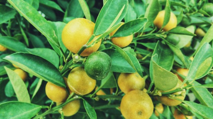 After fuel cans, lemons make the wedding gift list