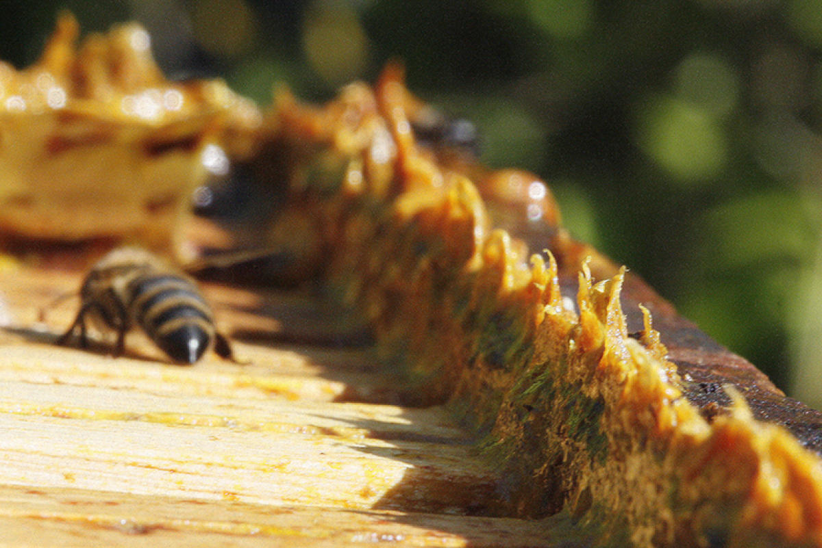 Unassailable bee glue