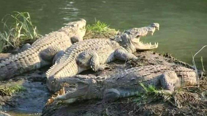 Teen girl dragged away by crocodile in Uttar Pradesh