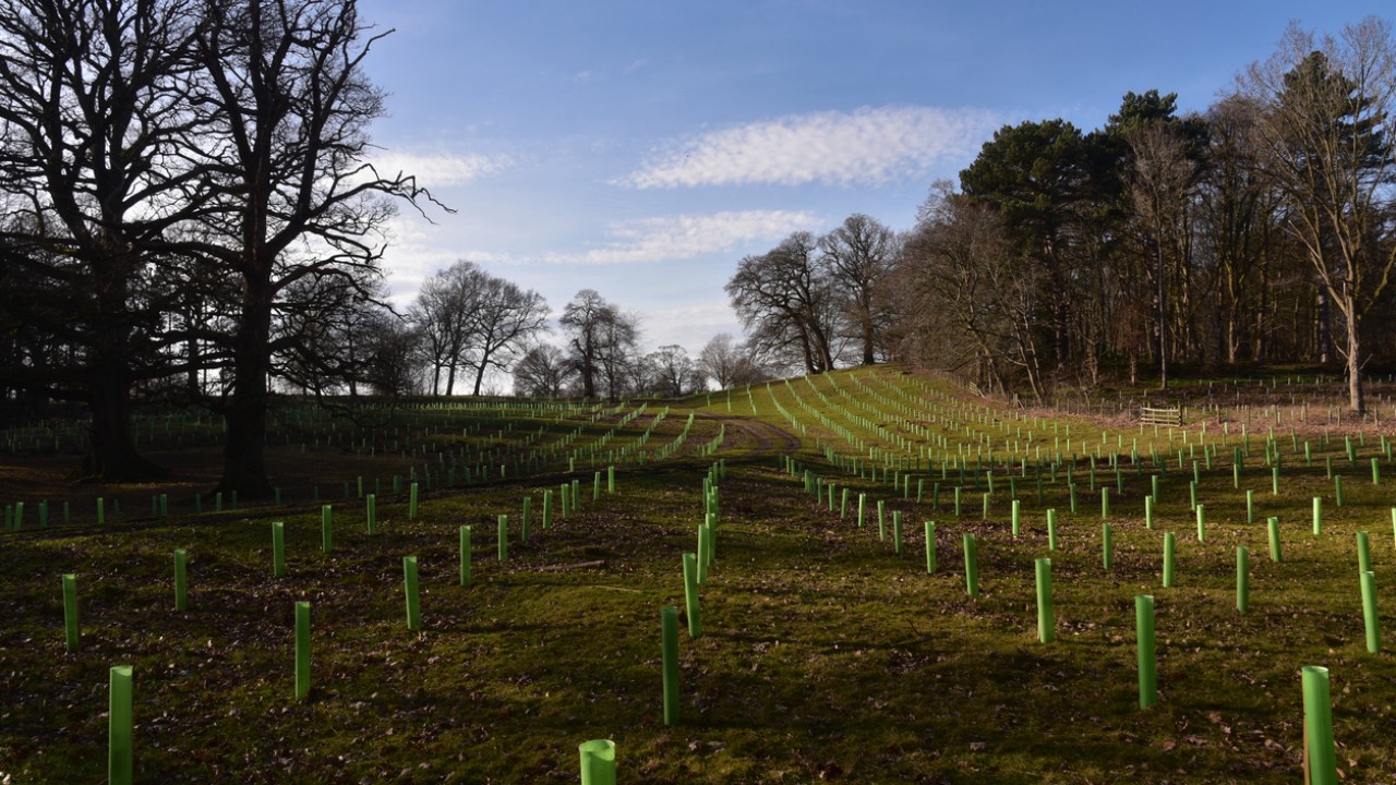 Study finds how agroforestry in India can benefit farmers and environment