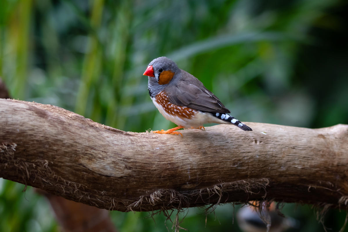 The secret of showy songbirds