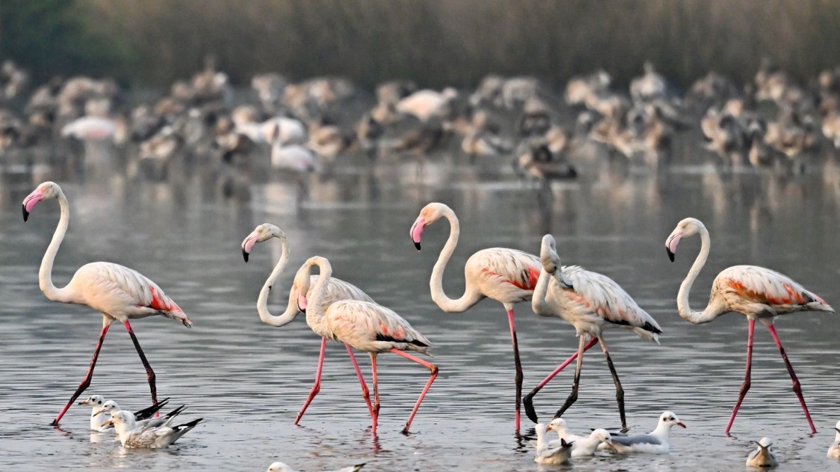 Emirates flight lands safely after hitting flamingos in Mumbai