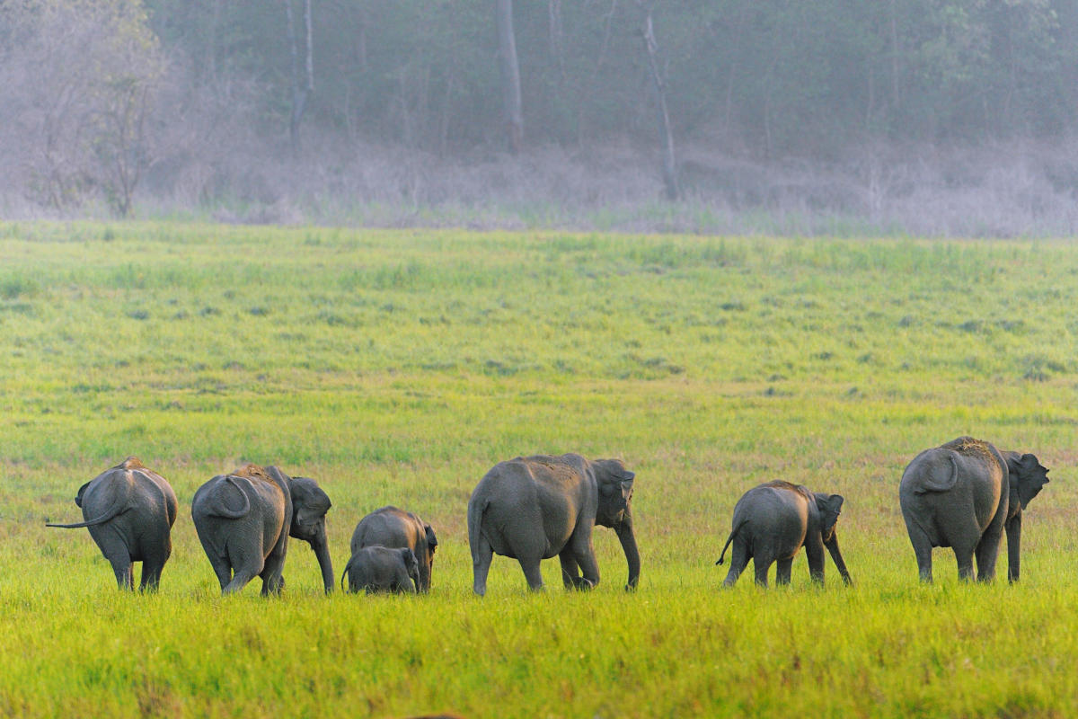 A herd of elephants