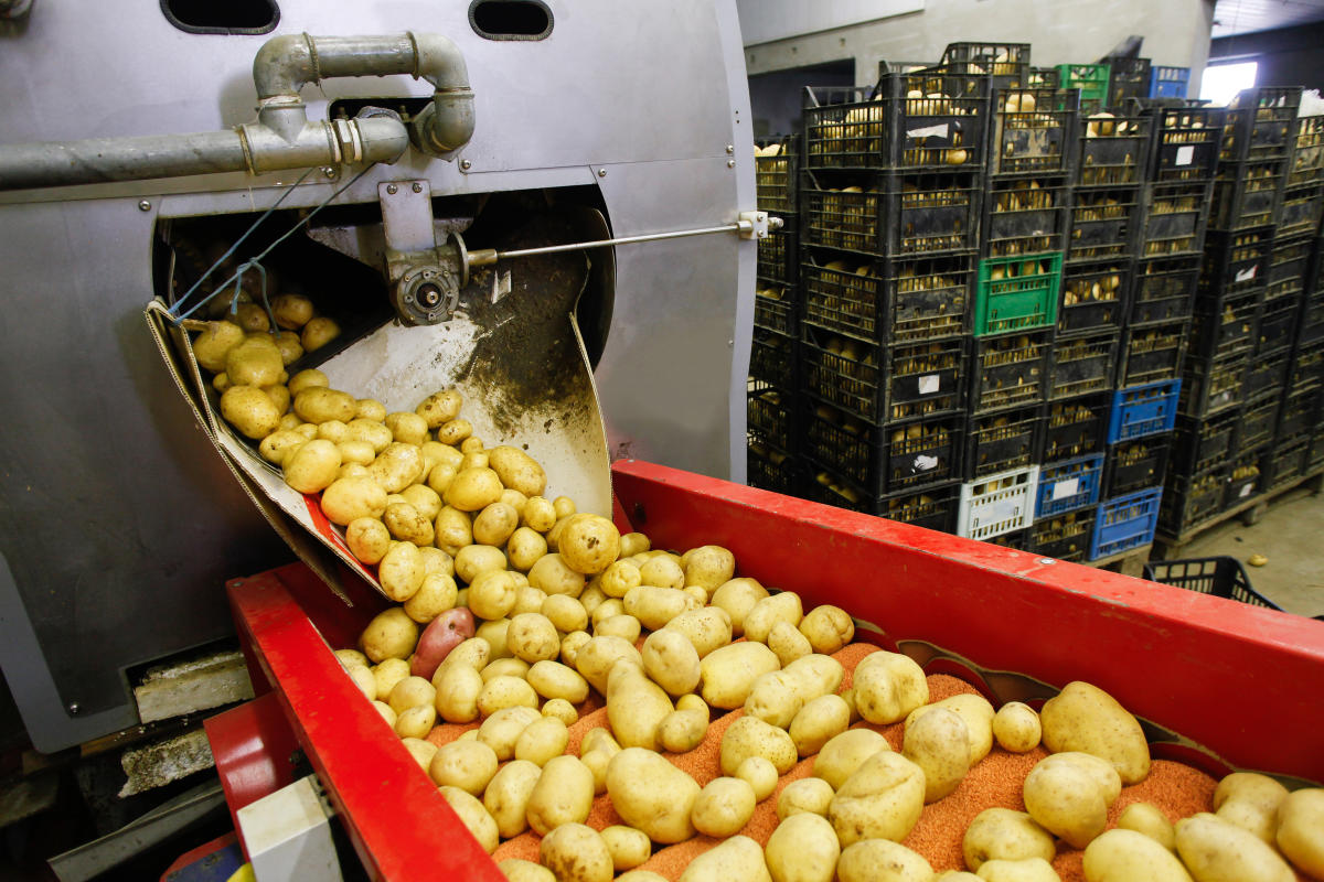 Food sector: A green pasture for jobs and business