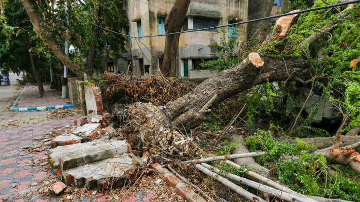 9 injured in tree fall in Bengaluru, boy in ICU