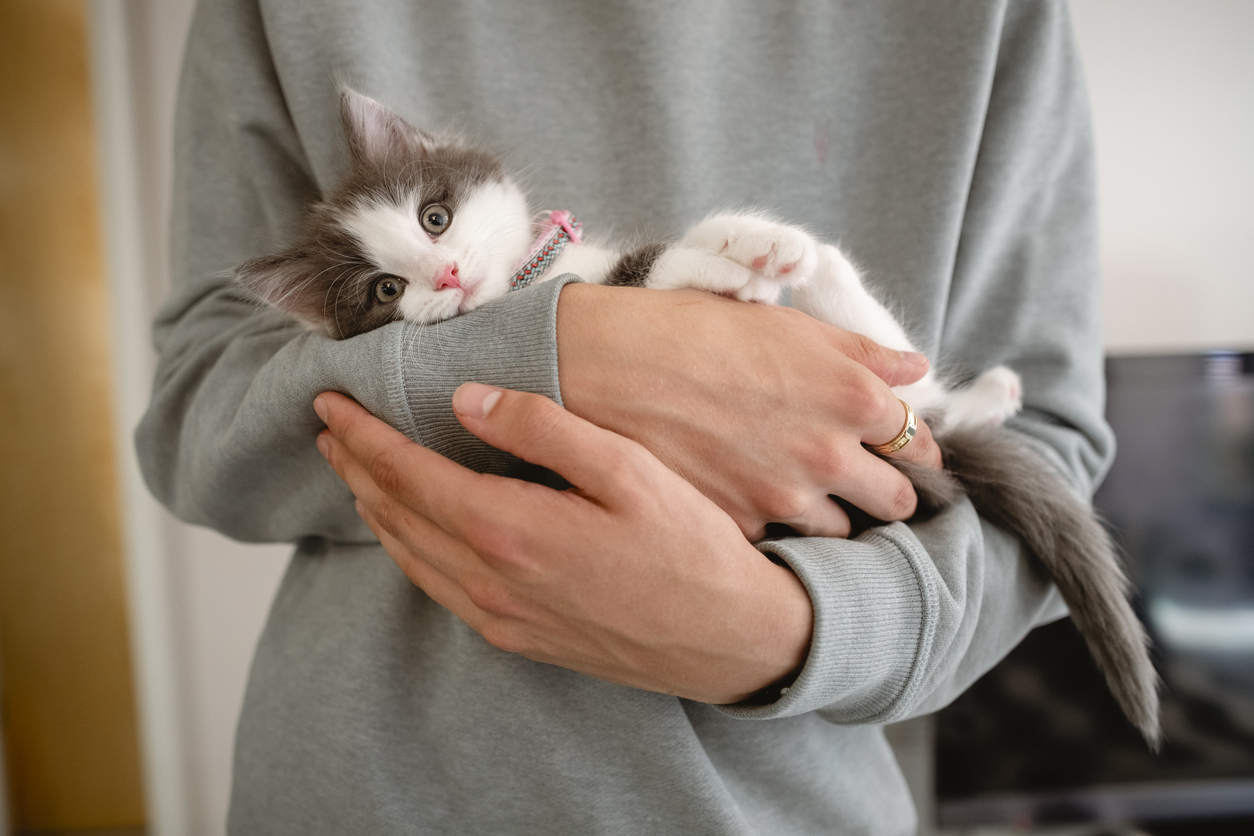 How to make your first 'purr baby' feel at home