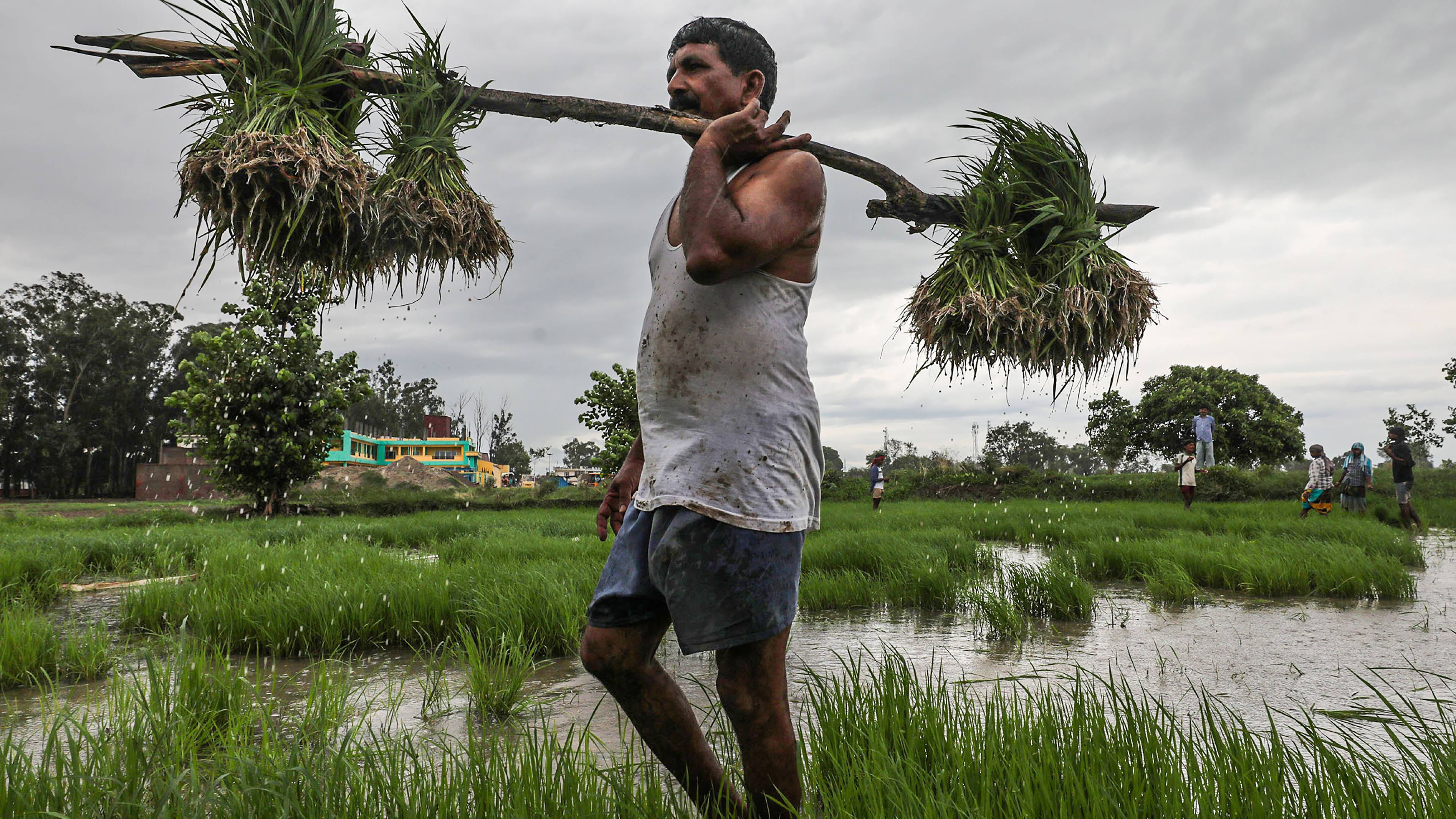 Lag in Kharif sowing: Uneven monsoon to be blamed but no reason to panic yet, say experts