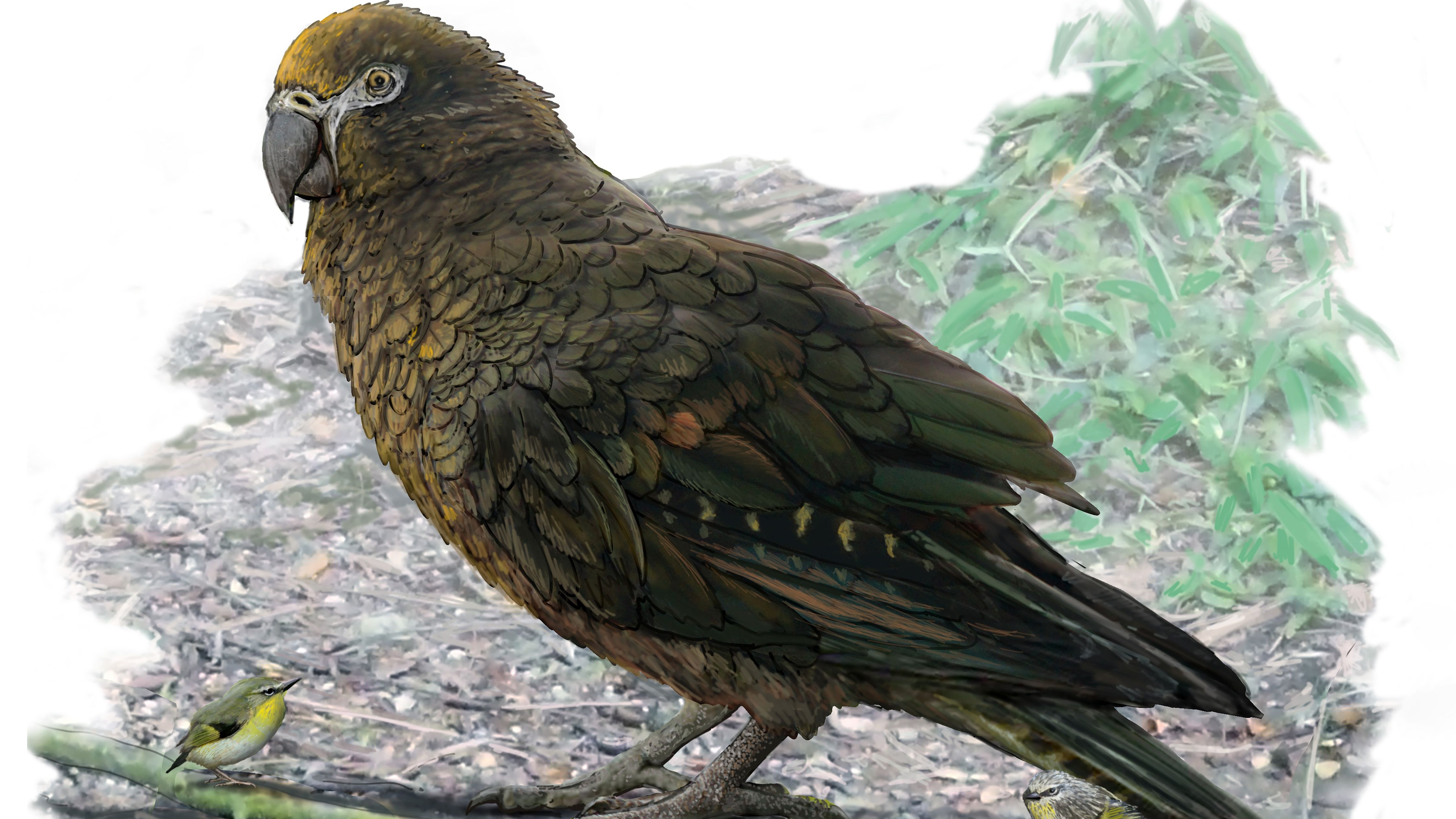Karnataka family announces reward of Rs 50K for finding missing parrot