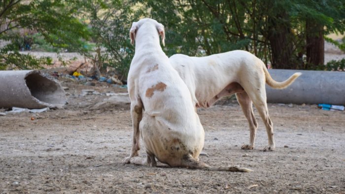 BBMP helpline to control stray dogs receives 40 calls a day