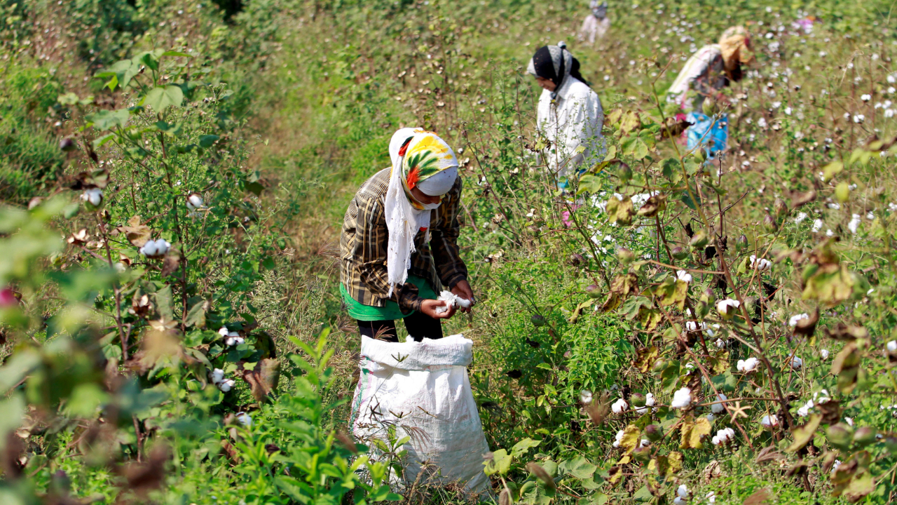 Farmers’ body seeks PM’s intervention  to lift CCI's curbs on cotton procurement 