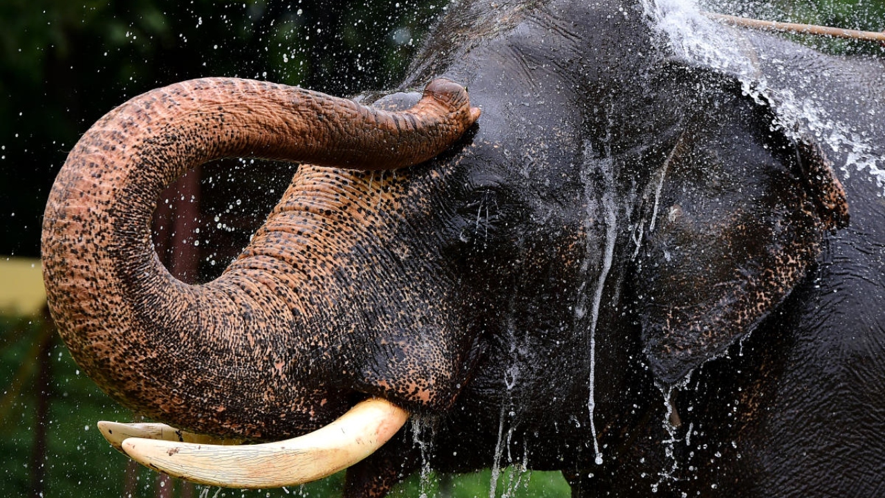 Dasara elephant Abhimanyu successfully completes weight carrying test
