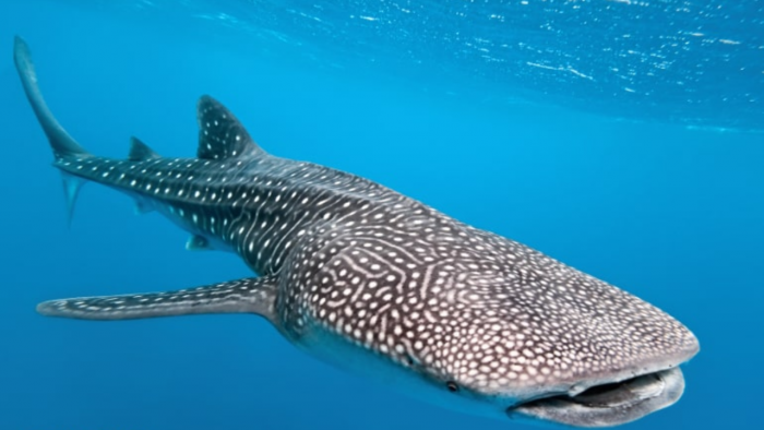 Whale shark conservation campaign to flag off on August 30