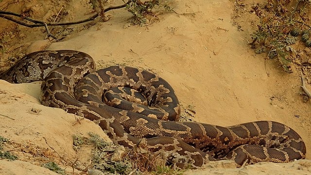 Critically injured python rescued in Mumbai to undergo one-of-its-kind plastic surgery