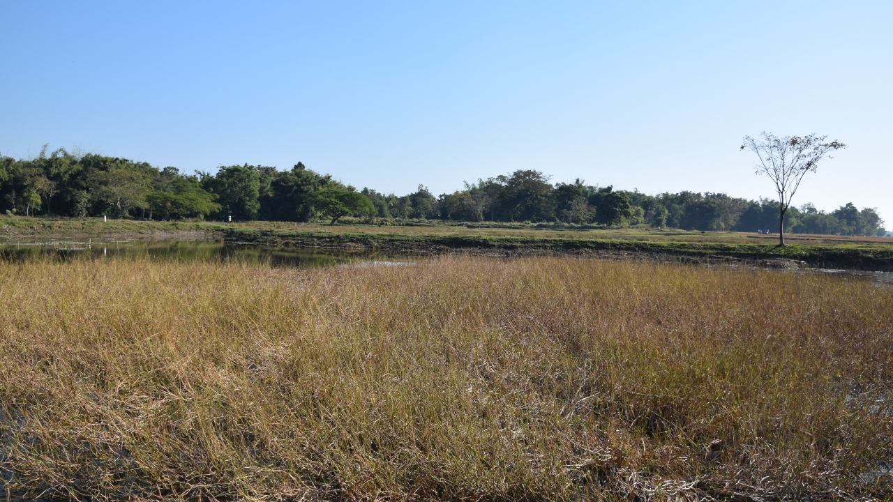 Assam names biodiversity heritage site to conserve flood-resistant wild paddy variety