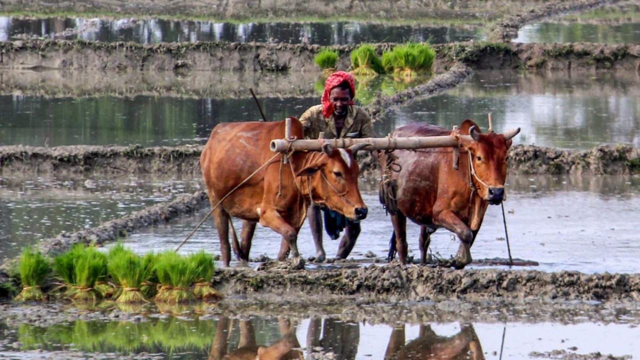 Vidarbha reports seven more farmers suicides in 72 hours