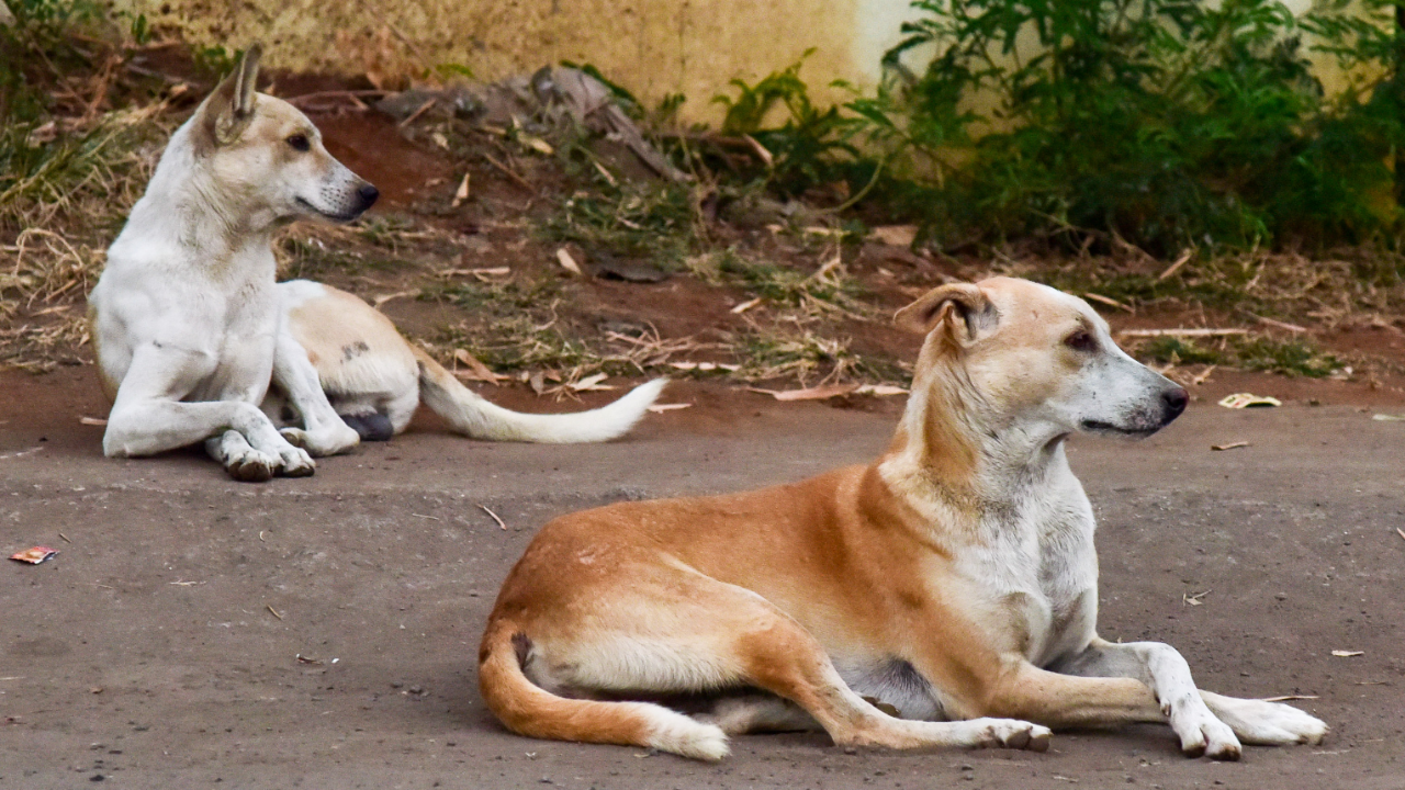 Now, armed man escorts school children to protect them from stray dogs in Kerala