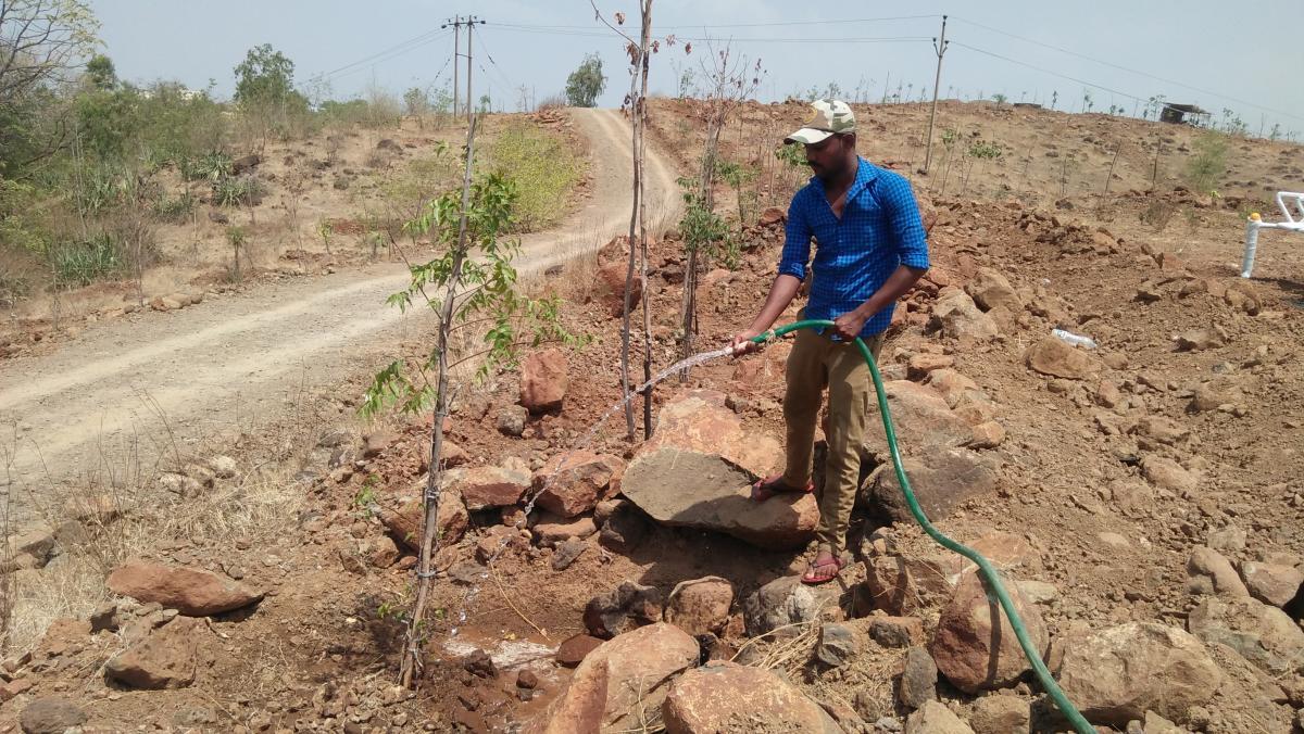 Time to revisit Bengaluru's afforestation practices