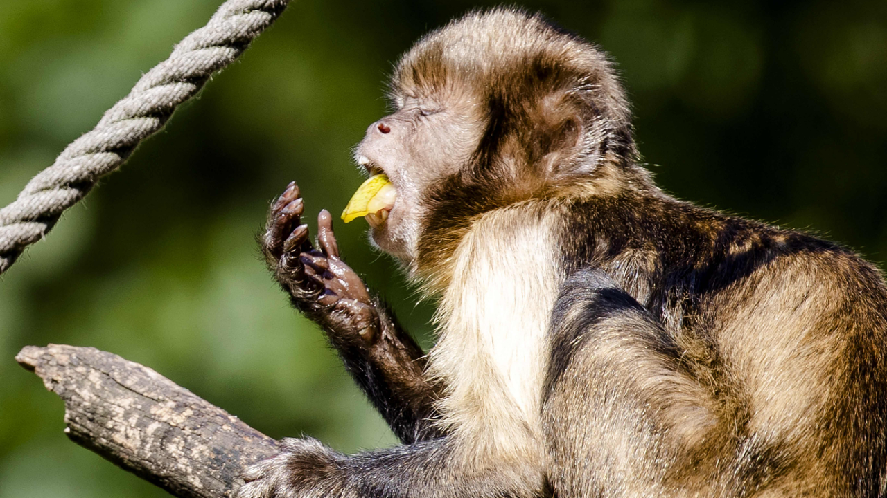 Now adopt animals at Delhi zoo