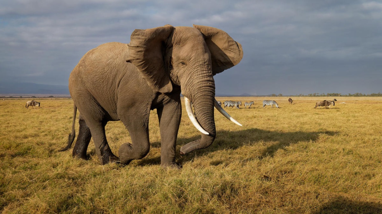 Delhi zoo shortlists South Africa to bring mate for lone African elephant