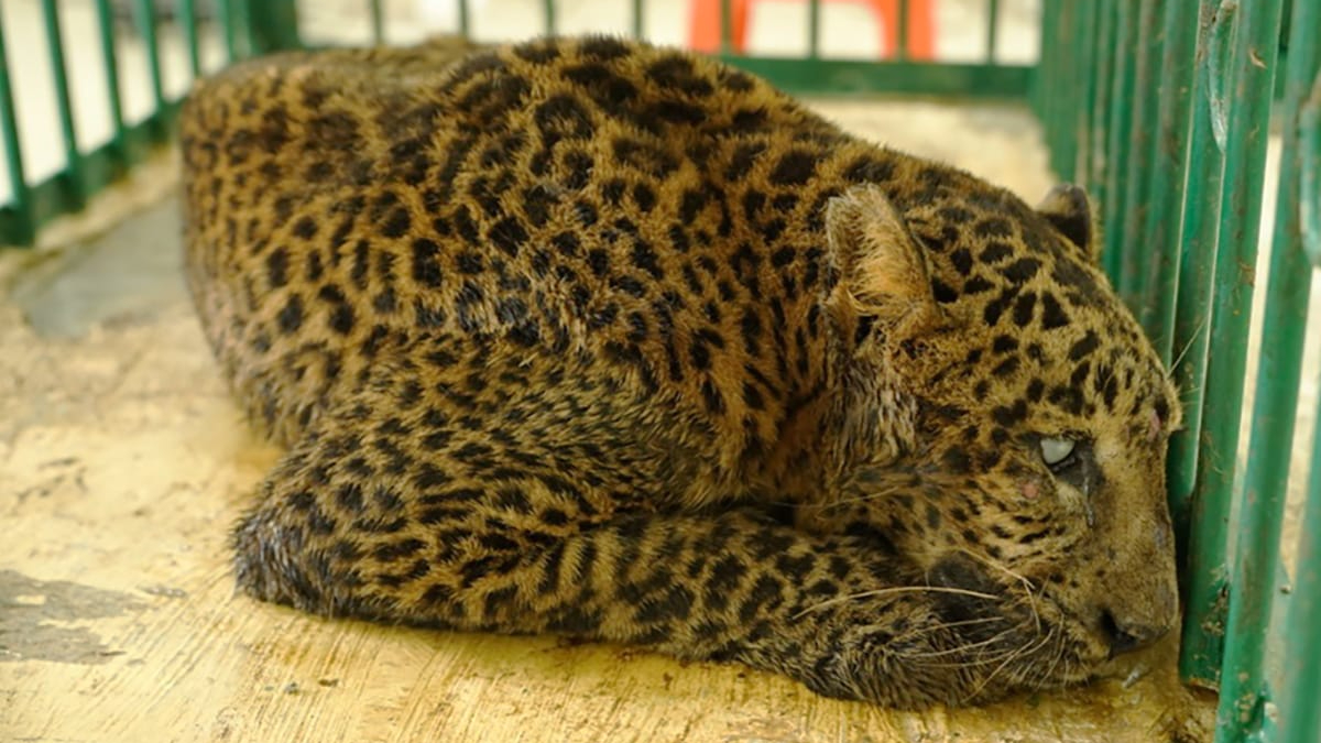 Leopard breaks into a house in Satara