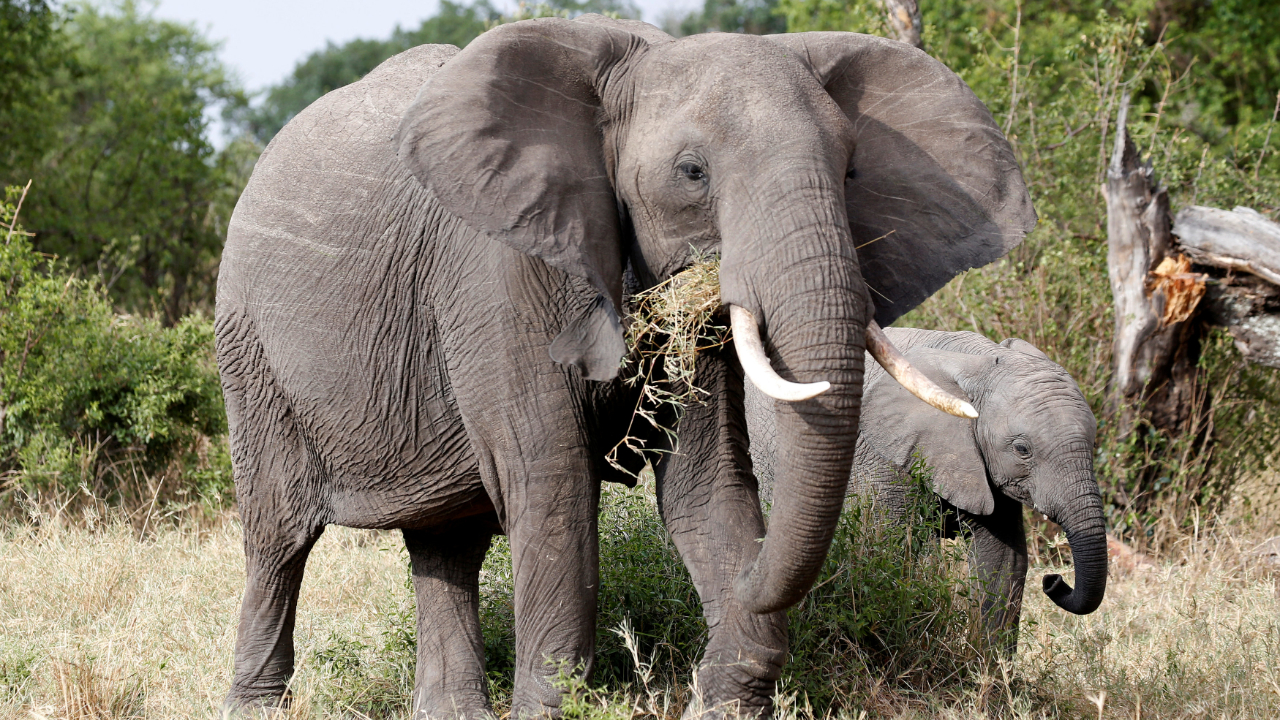 Female elephant, her calf killed after being hit by Rajdhani Express in Assam