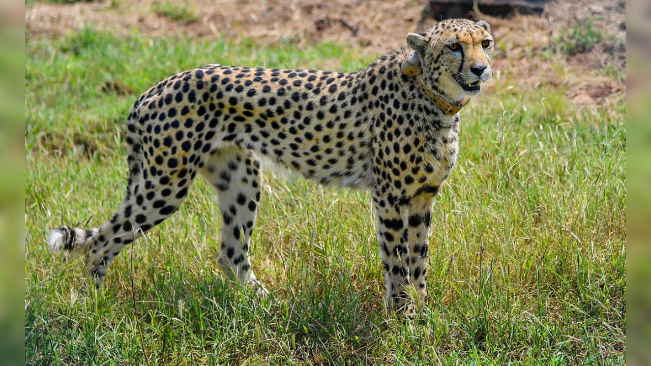 Preparations completed for cheetahs' second home in Madhya Pradesh's Gandhi Sagar Sanctuary