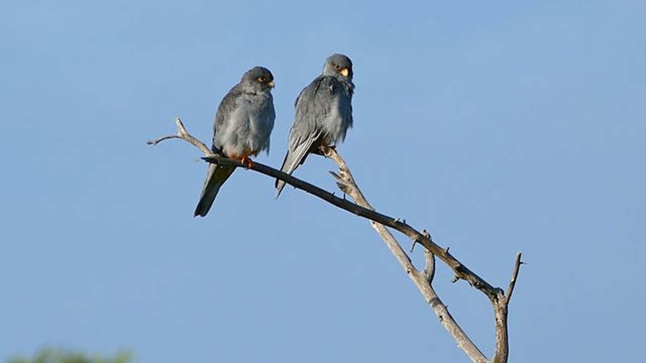 Manipur villagers told to deposit air guns to prevent poaching of migratory Amur Falcons