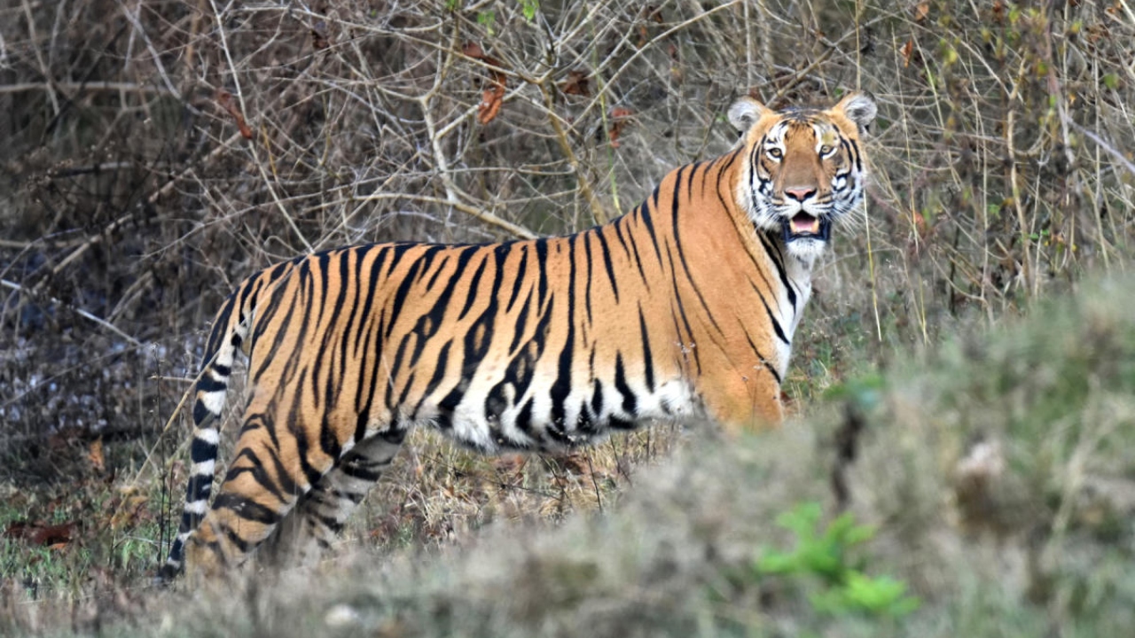 It's golden jubilee for state's first 'project tiger' at Karnataka's Bandipur