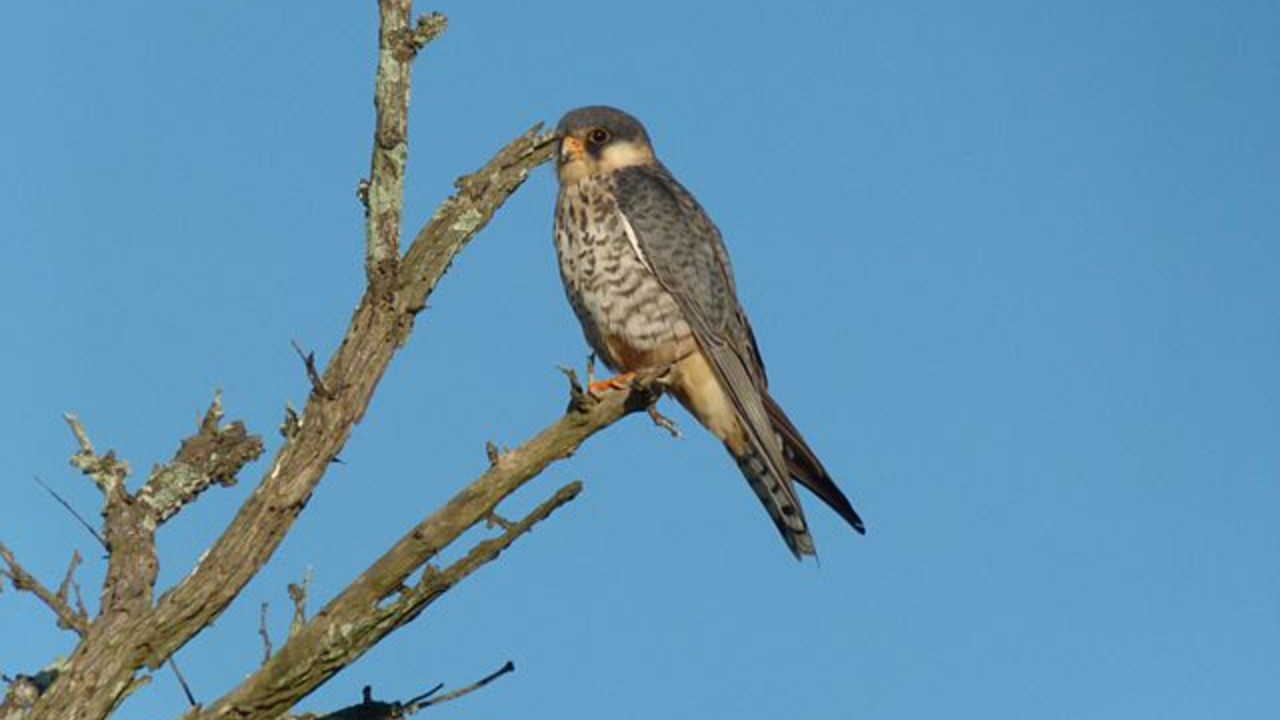 Decoded: Amur falcons' pit stop in Northeast