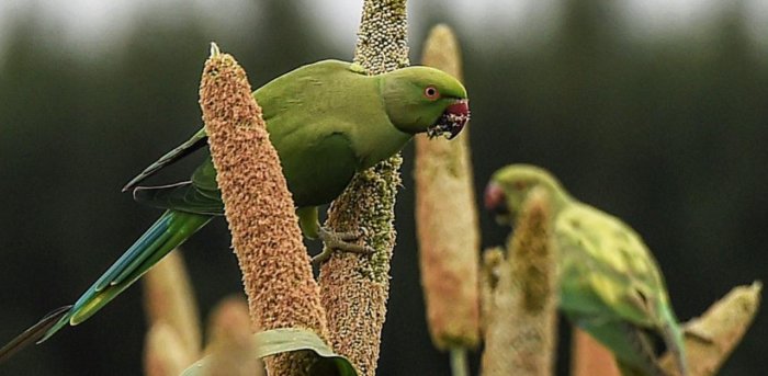 Angry neighbour beats pet owner after parrots ‘whistle’ at his wife
