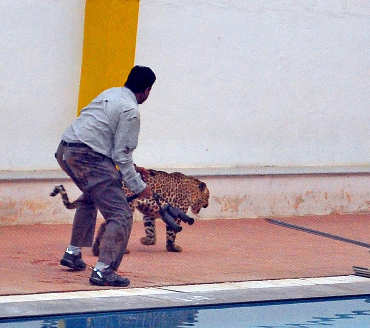 Leopard sighting? Don’t panic