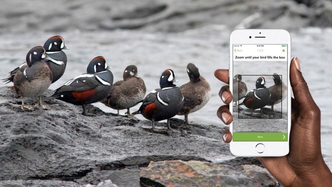 International birding app now available in Malayalam, Marathi