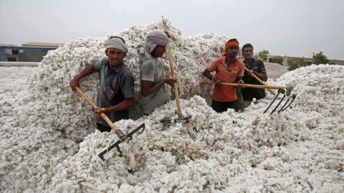 Maharashtra charts a quality-driven future for cotton