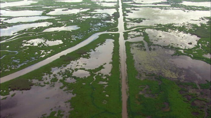 Environmentalists secure 7-hectare wetland facing extinction in Navi Mumbai
