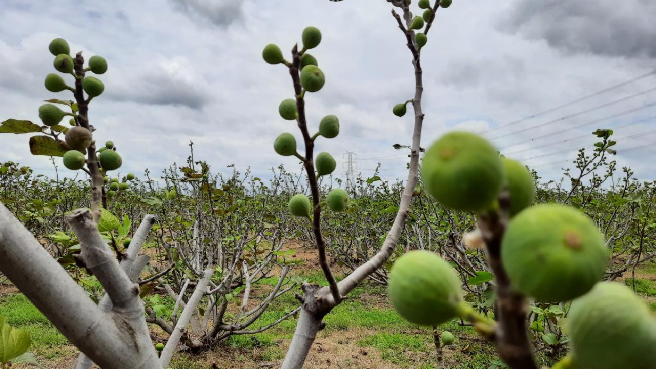 A 'figment' of hope for Ballari's farmers