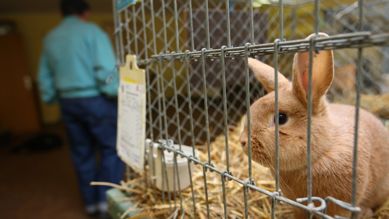 KAWB conducts surprise raids on pet shops across the B'luru, rescues over 1,000 animals