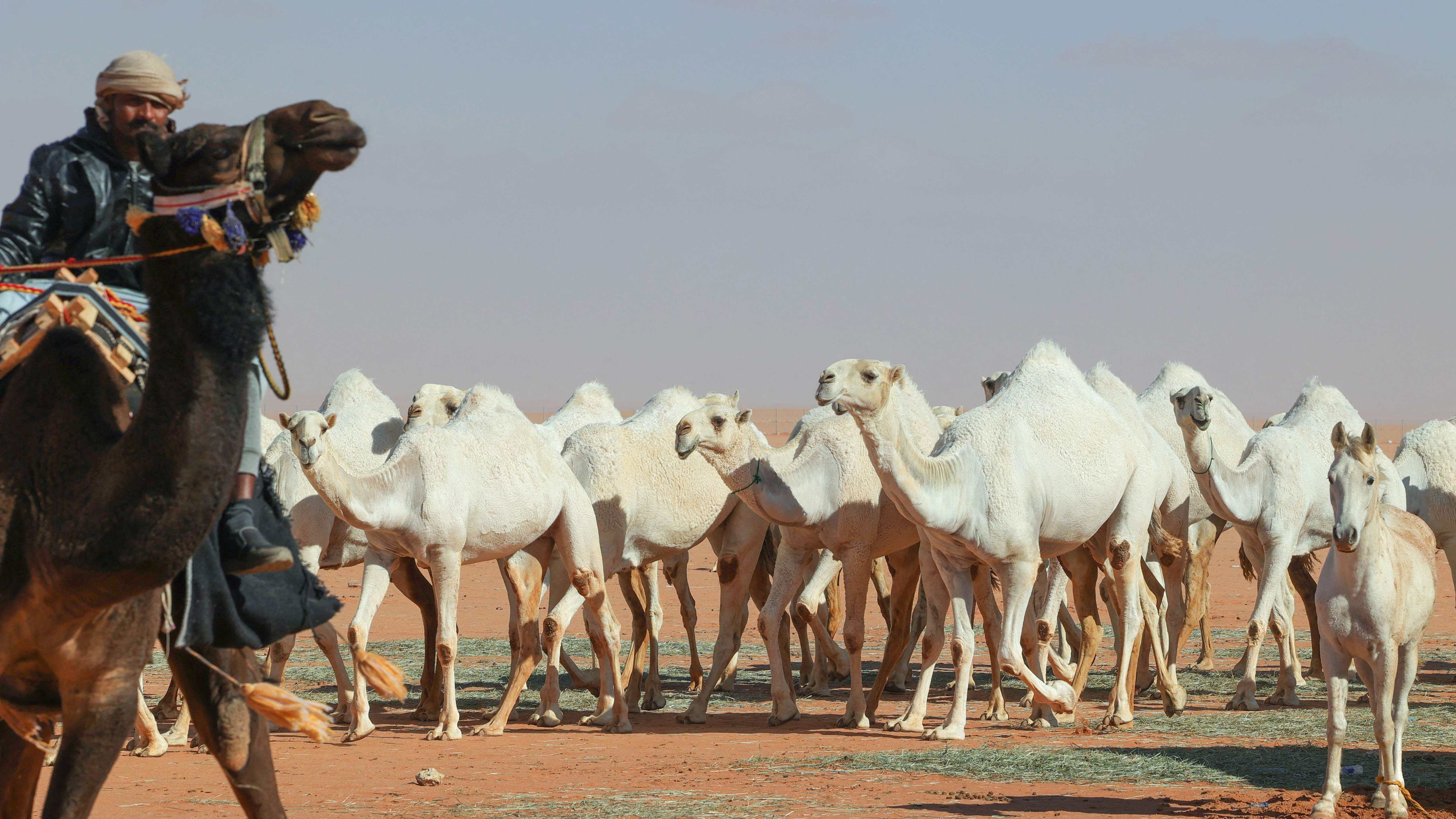 Saudi camel-whisperers use 'special language' to train herd